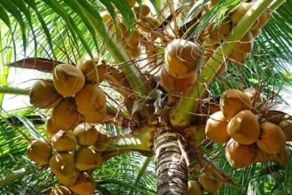 DR has 5,000 producers and 880,000 tareas planted with coconut | De Último Minuto English