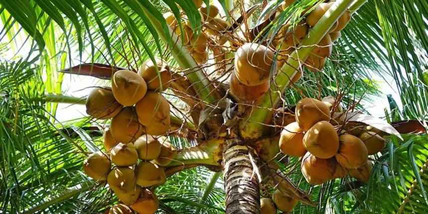 DR has 5,000 producers and 880,000 tareas planted with coconut | De Último Minuto English