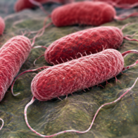 FDA investigates Salmonella outbreak that has sickened at least 84 people in the U.S.