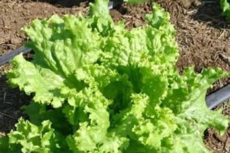 Scientists make plants produce key meat flavor protein | De Último Minuto English