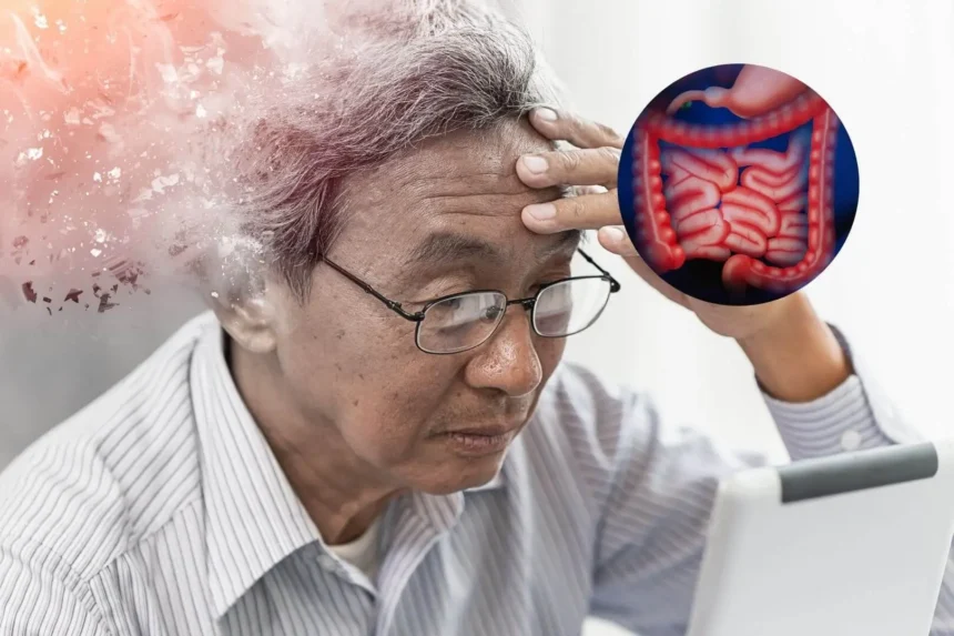 ¿Can the gut influence Alzheimer's? A study seeks the answer | De Último Minuto English