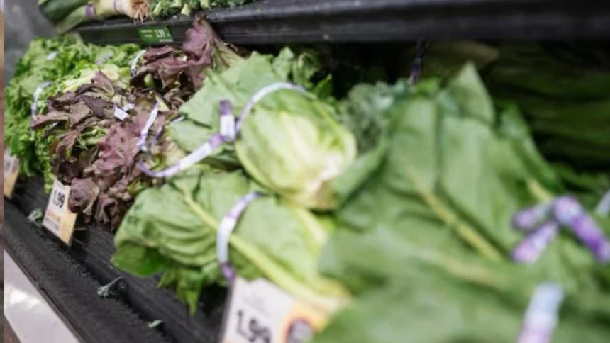 Cyclosporiasis outbreak from contaminated lettuce leaves two dead and more than 11 thousand cases in Michigan | De Último Minuto English