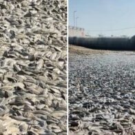 Extreme drought leaves thousands of dead fish exposed in Indonesian river