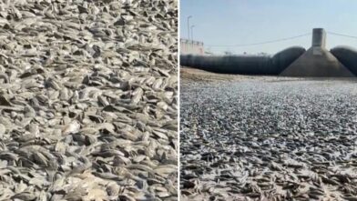 Extreme drought leaves thousands of dead fish exposed in Indonesian river
