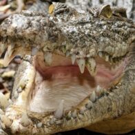 Crocodile attacks and kills handler in front of visitors at wildlife park