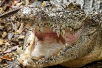 Crocodile attacks and kills handler in front of visitors at wildlife park