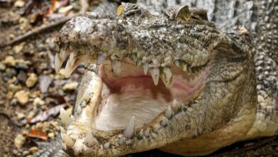 Crocodile attacks and kills handler in front of visitors at wildlife park