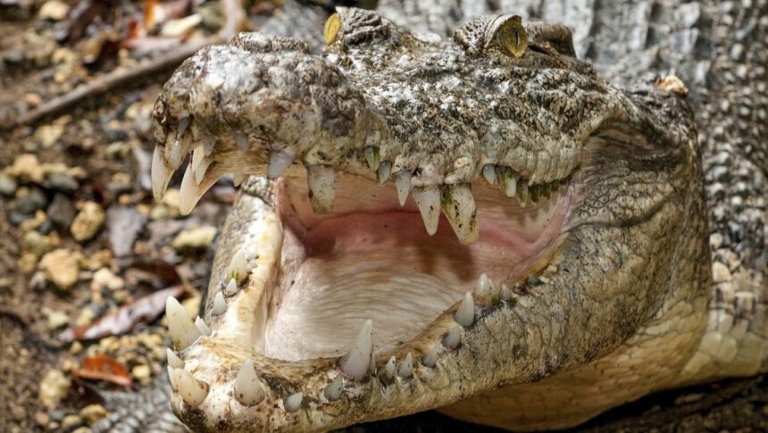 Crocodile attacks and kills handler in front of visitors at wildlife park