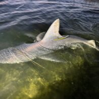 Shark reportedly spotted swimming through floodwaters in New Jersey | De Último Minuto English