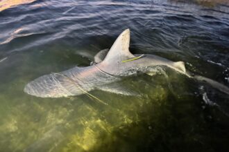 Shark reportedly spotted swimming through floodwaters in New Jersey | De Último Minuto English