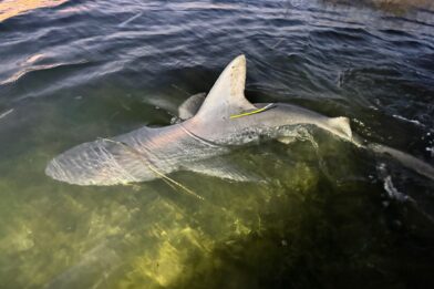 Shark reportedly spotted swimming through floodwaters in New Jersey | De Último Minuto English