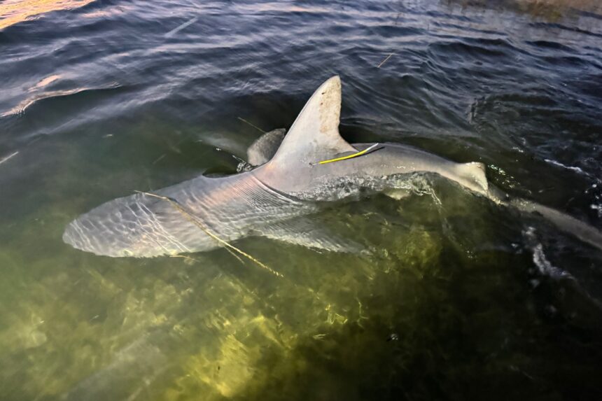 Shark reportedly spotted swimming through floodwaters in New Jersey | De Último Minuto English