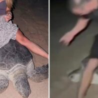 Ukrainian athlete faces investigation in Oman over sea turtle incident | De Último Minuto English