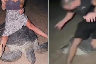 Ukrainian athlete faces investigation in Oman over sea turtle incident | De Último Minuto English