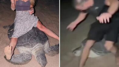 Ukrainian athlete faces investigation in Oman over sea turtle incident | De Último Minuto English