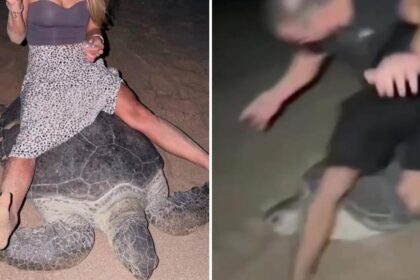 Ukrainian athlete faces investigation in Oman over sea turtle incident | De Último Minuto English