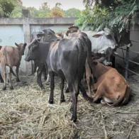 They will prevent the entry of meat and animal products from Haiti through Dajabón | De Último Minuto English