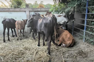 They will prevent the entry of meat and animal products from Haiti through Dajabón | De Último Minuto English