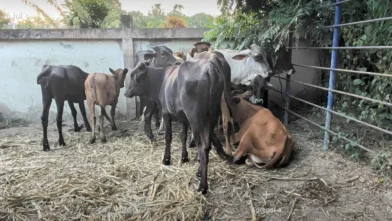 They will prevent the entry of meat and animal products from Haiti through Dajabón | De Último Minuto English