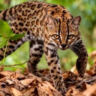Scientists confirm discovery of new wild cat species in Bolivia | De Último Minuto English
