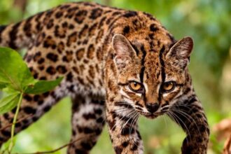 Scientists confirm discovery of new wild cat species in Bolivia | De Último Minuto English