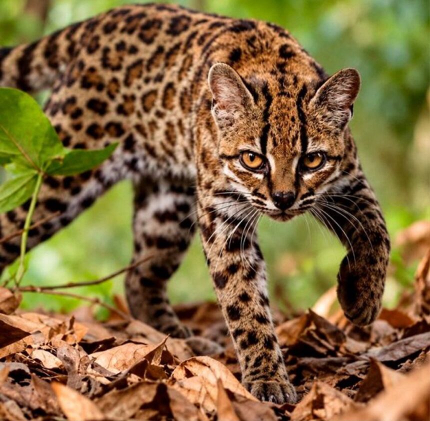 Scientists confirm discovery of new wild cat species in Bolivia | De Último Minuto English