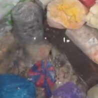 Restaurant in Ecuador temporarily closed after inspectors find rodent feces and pests