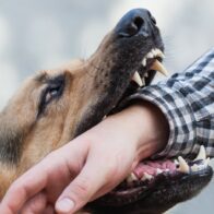 Bhutan becomes first Southeast Asian country to eliminate dog-transmitted human rabies