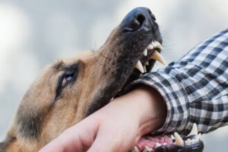 Bhutan becomes first Southeast Asian country to eliminate dog-transmitted human rabies