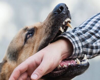 Bhutan becomes first Southeast Asian country to eliminate dog-transmitted human rabies