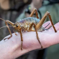 The giant insect New Zealand managed to save from extinction