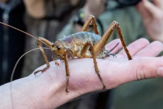 The giant insect New Zealand managed to save from extinction