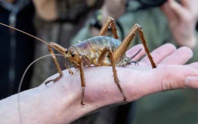 The giant insect New Zealand managed to save from extinction