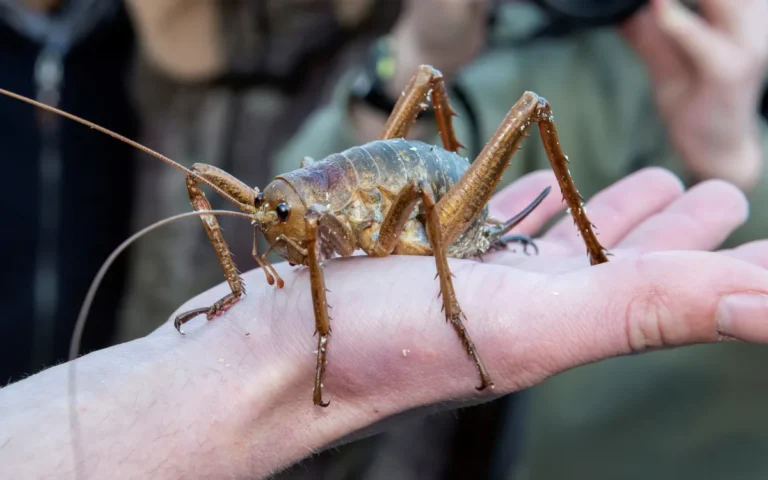 The giant insect New Zealand managed to save from extinction