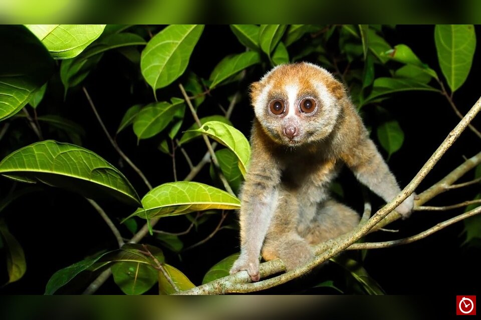 Venomous primate feared extinct for nearly 90 years rediscovered in Indonesia