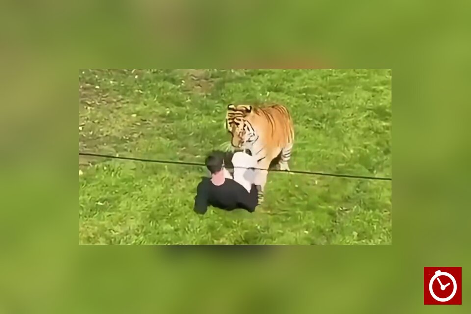 Witnesses say man prayed and bowed to tiger before fatal zoo attack in England
