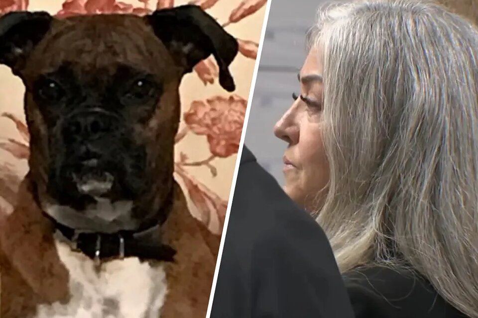 California woman pays $1,500 to avoid prison after registering her dog to vote