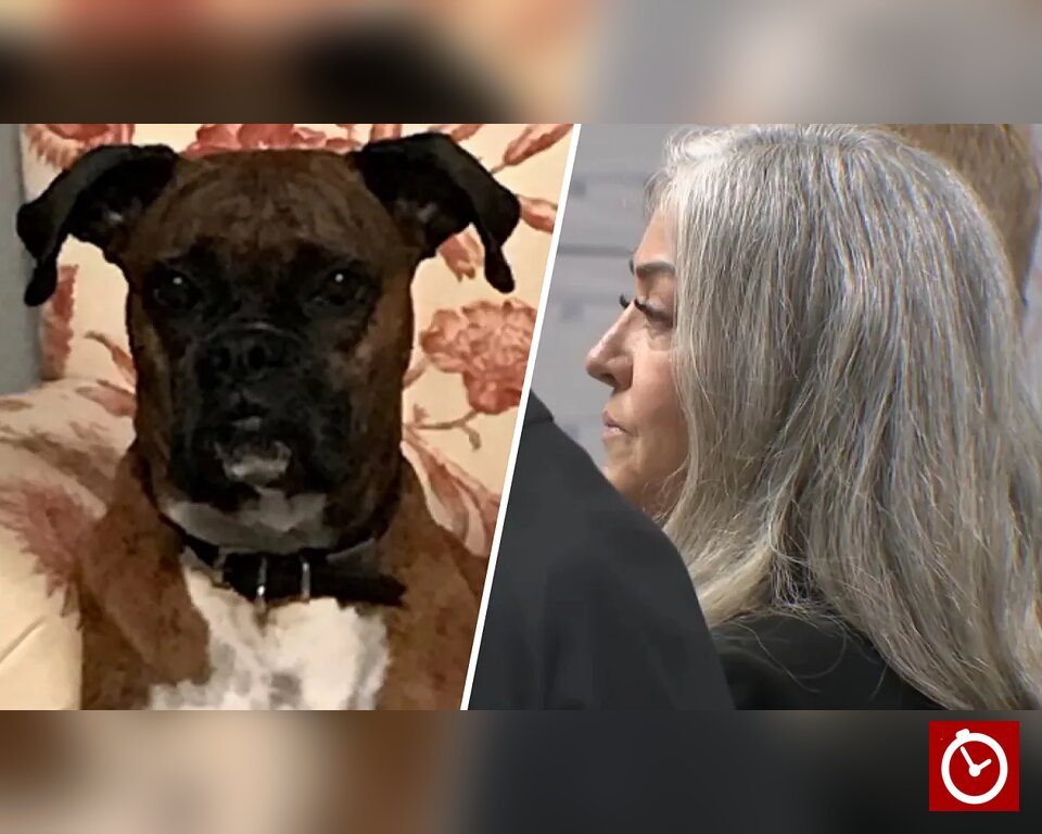 California woman pays $1,500 to avoid prison after registering her dog to vote