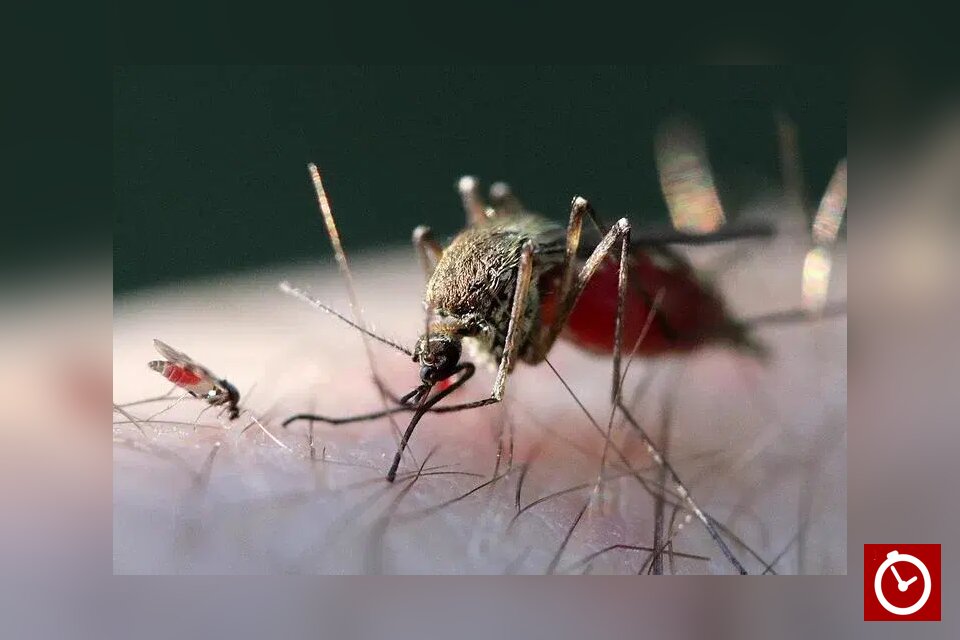 First human case of Shamonda virus reported in France; patient dies