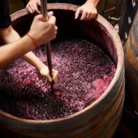 French wine production falls to lowest level of the century