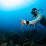 Estudio revela discapacidad en pescadores artesanales por malas prácticas de buceo