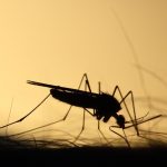 Mosquito
