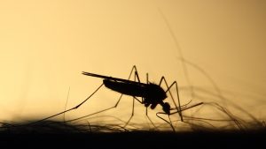 Mosquito
