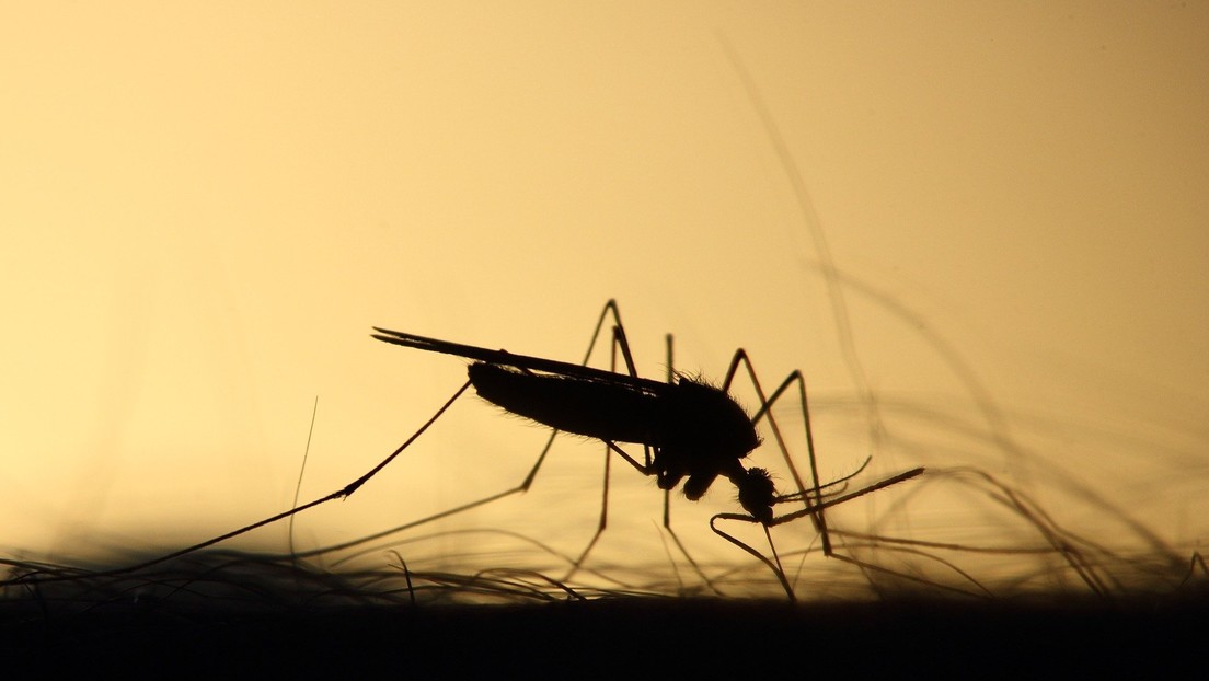 Mosquito