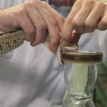 19 de septiembre: Día Internacional de Concienciación sobre la Mordedura de Serpiente