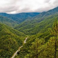 reforestación