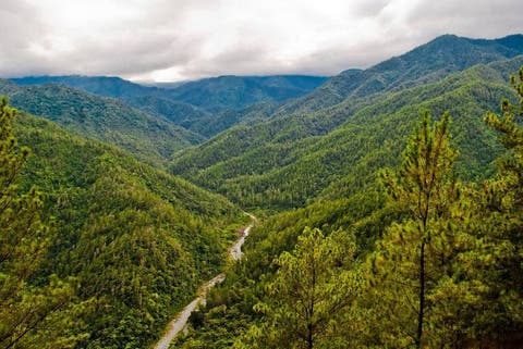 reforestación