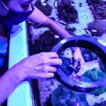 Laboratorio de Florida se convierte en santuario para corales devastados por misteriosa enfermedad