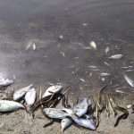 Falta de oxígeno causó la muerte de miles de peces en Barahona