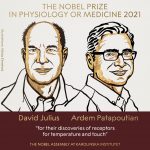 Descubridores de los receptores de temperatura y tacto ganan Premio Nobel de Medicina